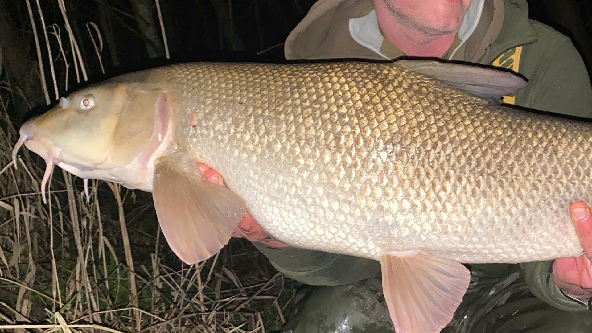 Biggest Avon barbel of the season banked Angling Times